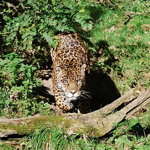 Jaguar - 16 October 2010