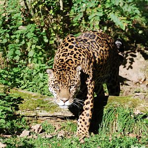Jaguar - 21 October 2010