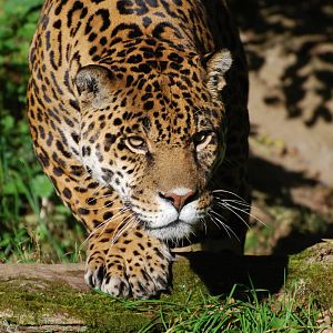 Jaguar - 21 October 2010