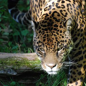 Jaguar - 21 October 2010