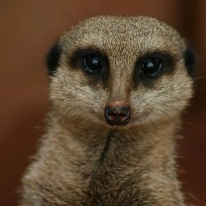 Meerkat - 15 September 2010