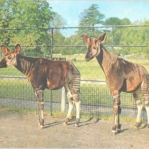 Okapi