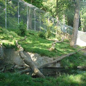 Snow leopard exhibit