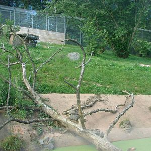 Amur Tiger exhibit