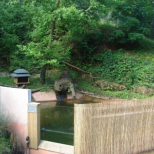 Asian small-clawed otter exhibit