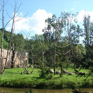 Hanuman langur island