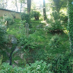 Fishing cats exhibit