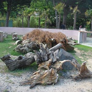 Indian porcupine exhibit