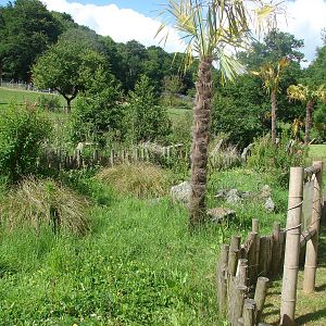 Elongated tortoise exhibit