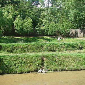 Red-crowned crane exhibit