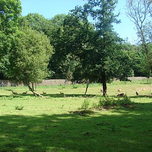 Nilgai and vietnamese sika deer exhibit