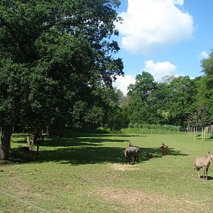 Nilgai and vietnamese sika deer exhibit