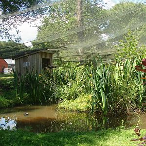Grater flamingo and glossy ibis walk-through aviary