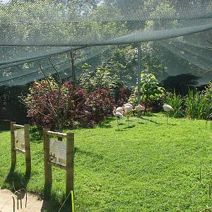 Grater flamingo and glossy ibis walk-through aviary