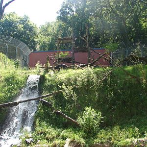 Sun bear and dhole exhibit