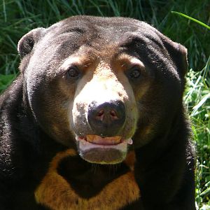 Sun bear (Helarctos malayanus)