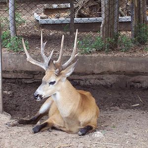 Marsh Deer (Blastocerus dichotomus)