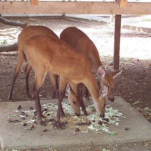 Female Marsh Deer
