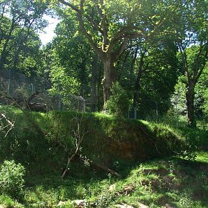 Dhole and sun bear exhibit