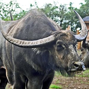 Asian Buffalo ?