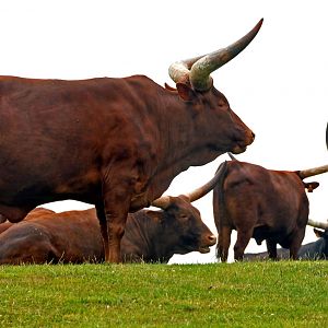 Longhor Ankole ?