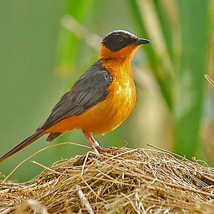 Snowy-crowned robin chat