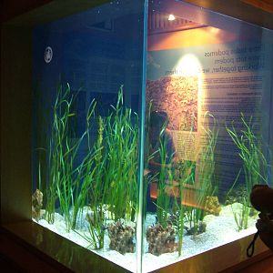 Sea Dragon Exhibit at Oceanografic, 29/05/11