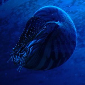 Nautilus at Oceanografic, 29/05/11