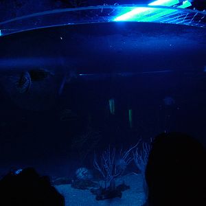 Nautilus/Pinecone Fish Exhibit at Oceanografic, 29/05/11