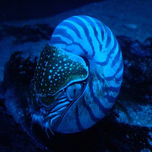 Nautilus at Oceanografic, 29/05/11