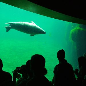 Common Seal Viewing at Oceanografic, 29/05/11