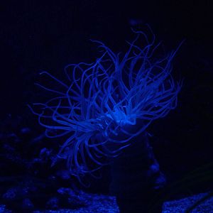 Tube Anemone at Oceanografic, 29/05/11