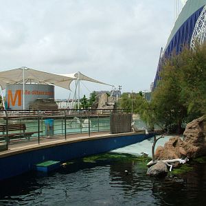 Temperate Penguin Exhibit at Oceanografic, 29/05/11