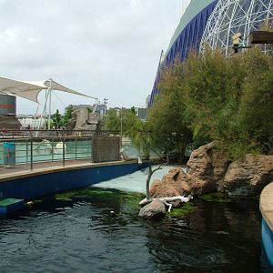 Temperate Penguin Exhibit at Oceanografic, 29/05/11