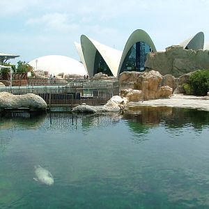Seal Exhibit at Oceanografic, 29/05/11