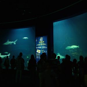 Shark Tank Viewing at Oceanografic, 29/05/11