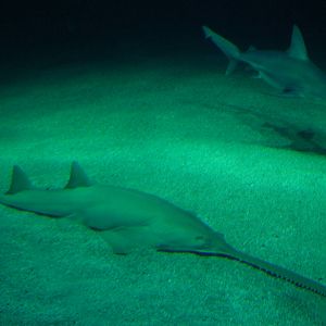 Large-toothed Sawfish and Sandbar Shark at Oceanografic, 29/05/11