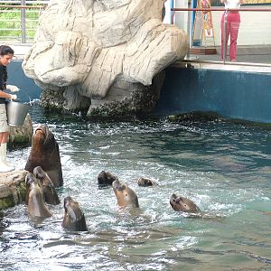 Sea Lion Feeding Time at Oceanografic, 29/05/11