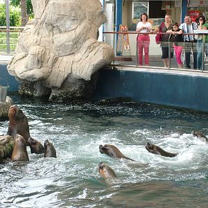 Sea Lion Feeding Time at Oceanografic, 29/05/11