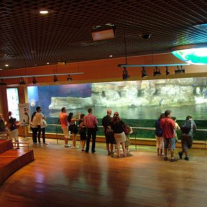 Antarctic Penguin Exhibit at Oceanografic, 29/05/11