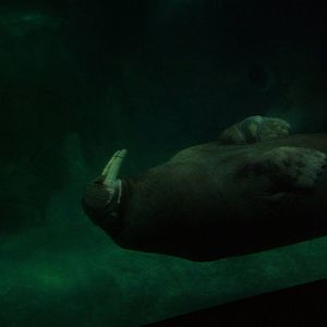 Pacific Walrus at Oceanografic, 29/05/11