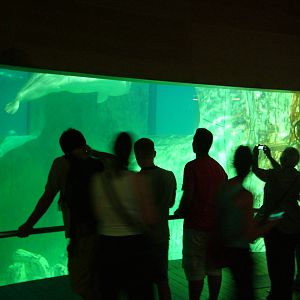 Beluga Viewing at Oceanografic, 29/05/11