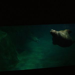 Walrus Viewing at Oceanografic, 29/05/11