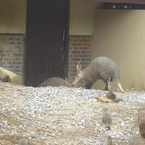 Very lively Aardvark
