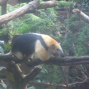Southern Tamandua