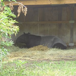 Malayan Tapir
