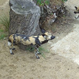 African Hunting Dog