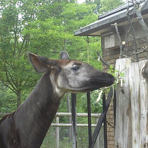 Okapi