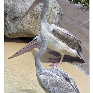 Pink Backed Pelicans
