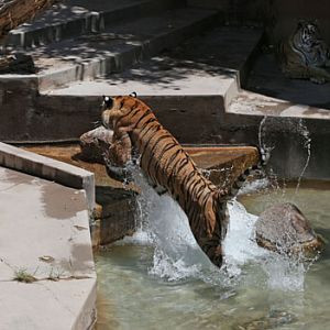 leaping tiger